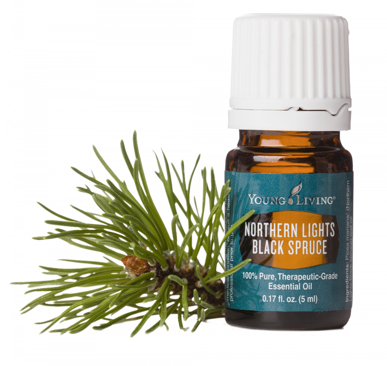 Schwarzfichte ♥ Northern Lights Black Spruce von Young Living