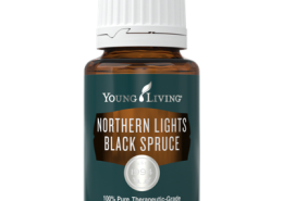 Schwarzfichte Northern Lights Black Spruce